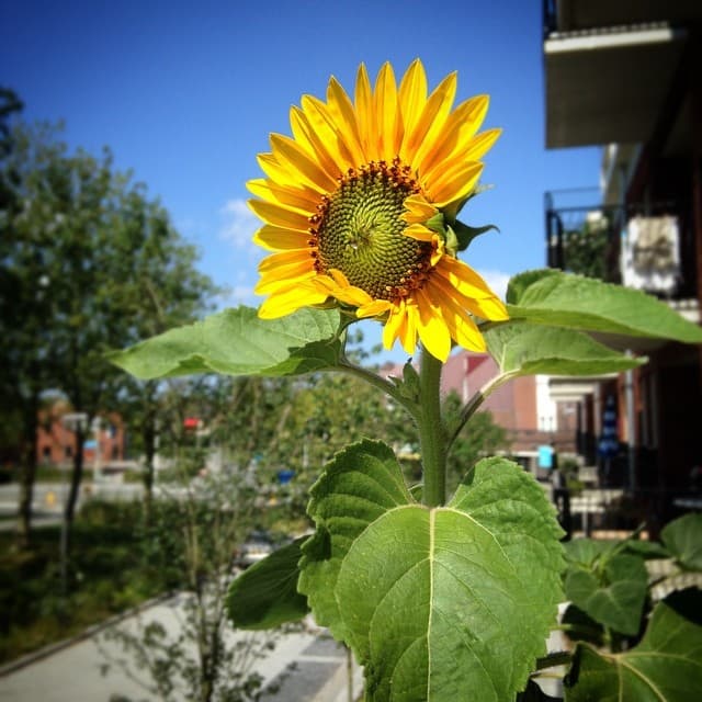 zonnebloem