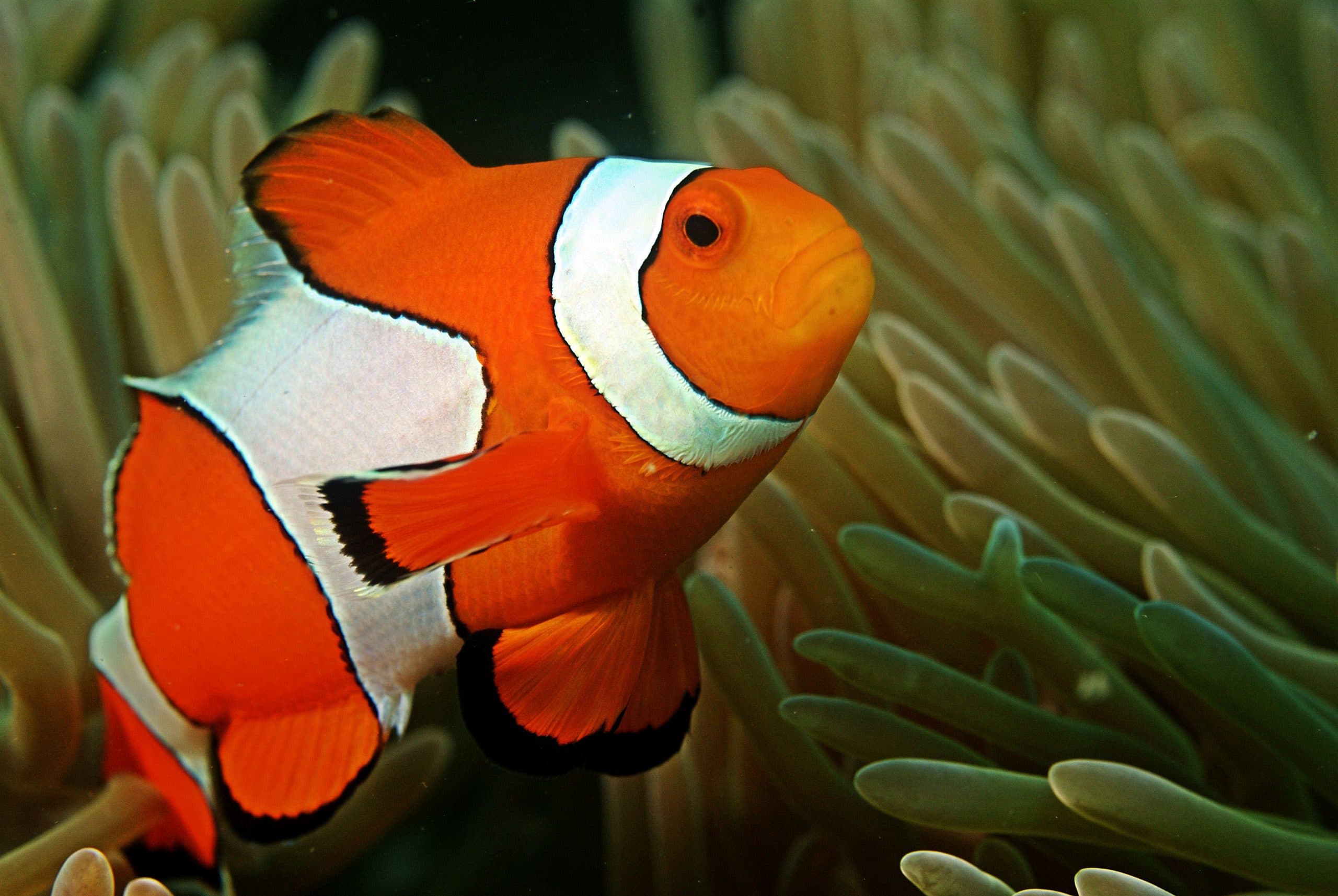Clown_fish_in_the_Andaman_Coral_Reef-compressor